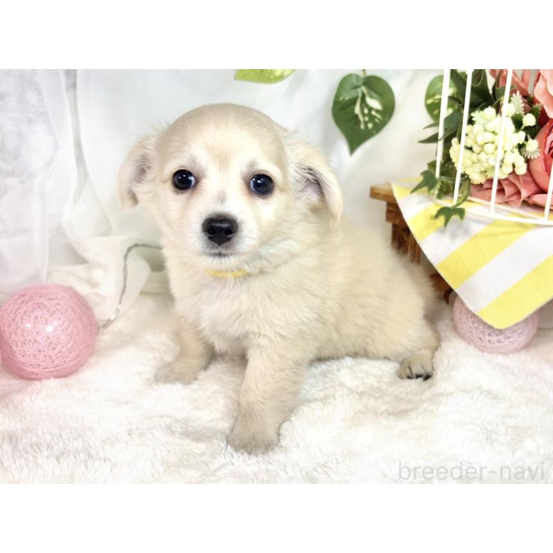 成約済の滋賀県のチワックス:チワワ×ミニチュアダックスフンド-411771の3枚目